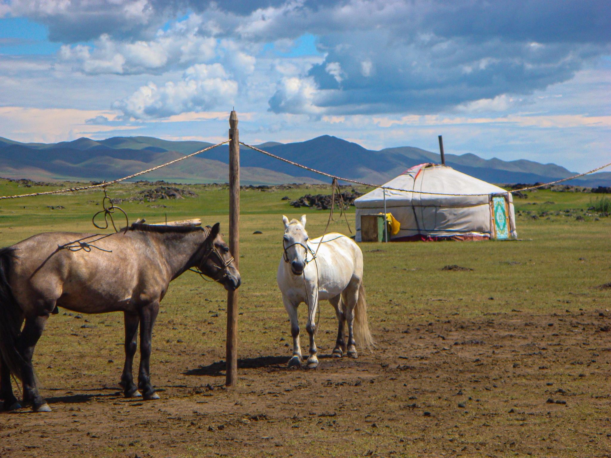 Mongolian horse and Mongolian yurt 